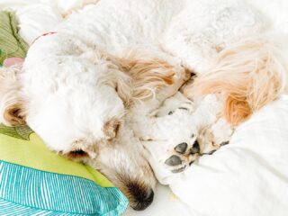 Soaking up the last few lazy days of summer ☀️ with this adorable pup 🐾 How are you spending your last days of summer? Or has your school year already begun?